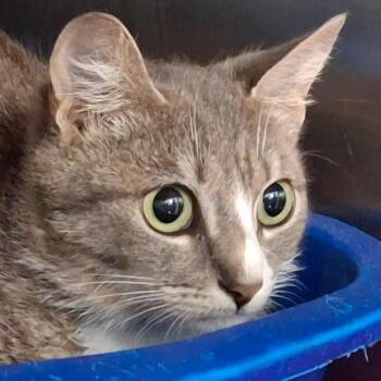 Domestic Short Hair Cats Available for Adoption in Lakeland, Florida - Isabella | PetCurious