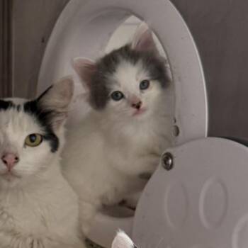 Stripe -  Domestic Long Hair Cat Available for Adoption in Los Angeles, California - Stripe | PetCurious