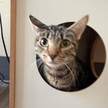 Ava -  Domestic Short Hair Cat for Adoption in Las Vegas, Nevada - Ava | PetCurious