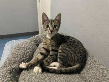 Moana -  Domestic Short Hair Cat for Adoption in Tucson, Arizona - Moana | PetCurious