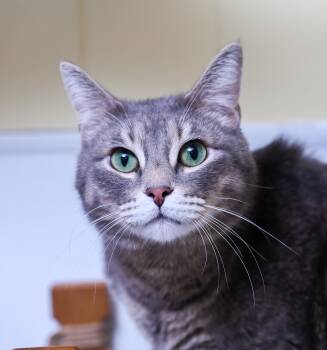 Shiro -  Tabby and Domestic Short Hair Cat for Adoption in Chattanooga, Tennessee - Shiro | PetCurious