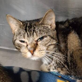Domestic Short Hair Cats Available for Adoption in Lakeland, Florida - Tumbles | PetCurious
