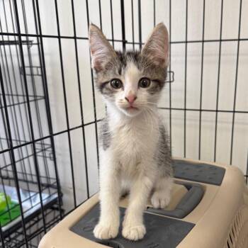 Domestic Short Hair Cats Available for Adoption in Houston, Texas - Wylie | PetCurious