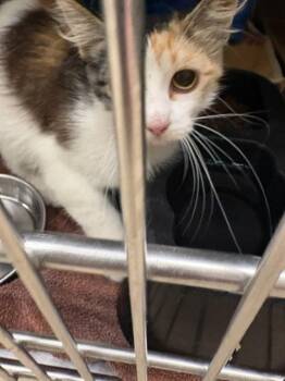 MIRA -  Domestic Short Hair Cat for Adoption in Minneapolis, Minnesota - MIRA | PetCurious