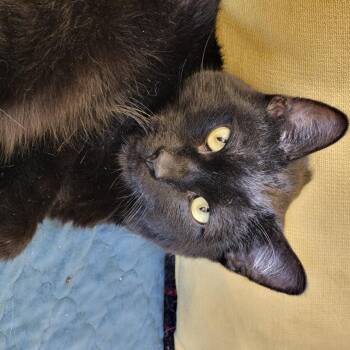 Domestic Short Hair Cats Available for Adoption - Keski | PetCurious