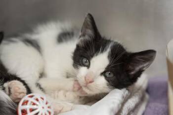 05574B Bobby -  Domestic Short Hair Cat for Adoption in North Charleston, South Carolina - 05574B Bobby | PetCurious