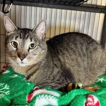 Domestic Short Hair Cats Available for Adoption in Saginaw, Michigan - Annie | PetCurious