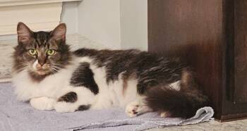 Rescue Domestic Medium Hair Cats for Adoption in Youngsville, North Carolina - Kamara25 | PetCurious