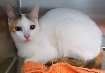 Domestic Short Hair Cats Available for Adoption in Lafayette, Louisiana - Penny | PetCurious
