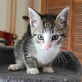 American Shorthair Cats Available for Adoption - Daphne | PetCurious