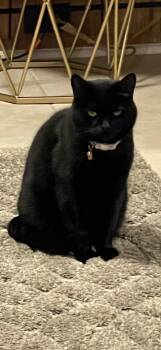 Domestic Short Hair Cats Available for Adoption in Charlotte, North Carolina - Bella Bean | PetCurious