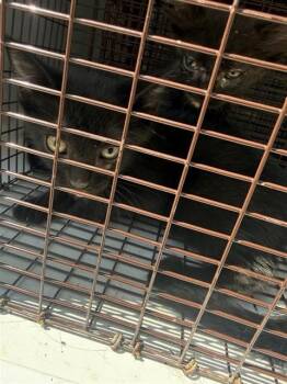 OSIRIS -  Domestic Short Hair Cat for Adoption in Houston, Texas - OSIRIS | PetCurious