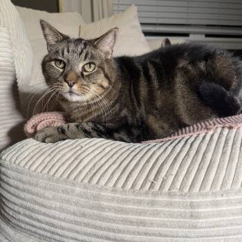 Toby -  Domestic Short Hair Cat for Adoption in Rossville, Georgia - Toby | PetCurious