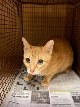 Domestic Short Hair Cats Available for Adoption - Chica | PetCurious