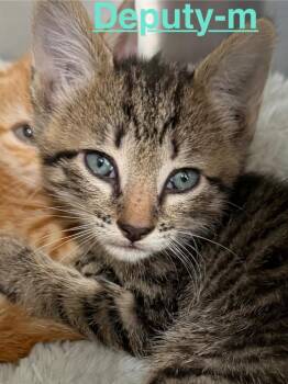 Deputy 26 -  Tabby and Domestic Short Hair Cat for Adoption in Brookhaven, Mississippi - Deputy 26 | PetCurious