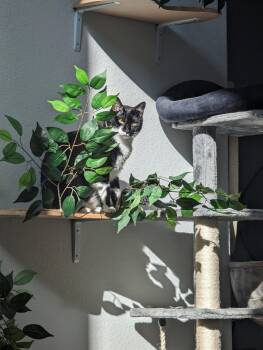 FatManBatCat -  Domestic Short Hair Cat for Adoption in The Woodlands, Texas - FatManBatCat | PetCurious