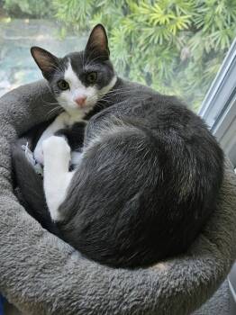 Rescue Domestic Short Hair Cats for Adoption in Melbourne, Florida - Rosemary | PetCurious
