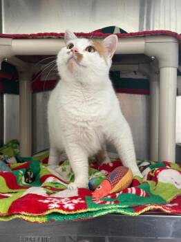 Aggie -  Domestic Short Hair Cat for Adoption in Detroit, Michigan - Aggie | PetCurious