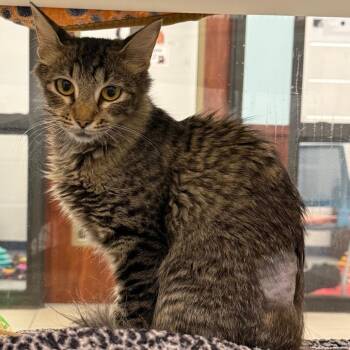 Cardamom -  Domestic Short Hair Cat for Adoption in West Palm Beach, Florida - Cardamom | PetCurious