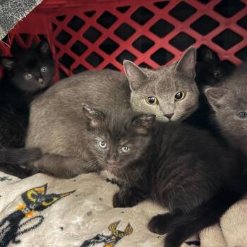 Domestic Short Hair Cats Available for Adoption in Rocky Mount, Virginia - 80/20 | PetCurious