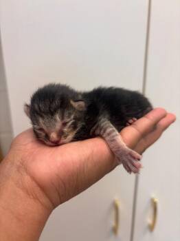 Sunny -  Domestic Short Hair Cat for Adoption in Disputanta, Virginia - Sunny | PetCurious