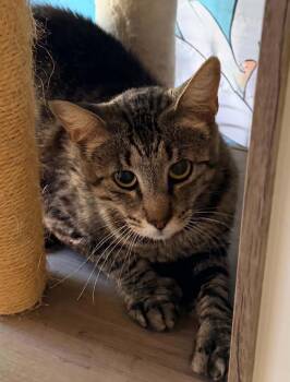 Martini -  Domestic Short Hair Cat for Adoption in Lincoln, California - Martini | PetCurious