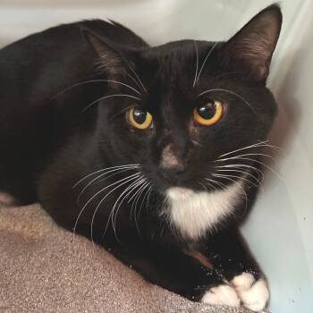 Buster -  Domestic Short Hair Cat for Adoption in Sarasota, Florida - Buster | PetCurious
