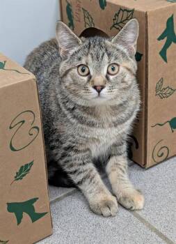 Domestic Short Hair Cats Available for Adoption in Canfield, Ohio - FRACK | PetCurious