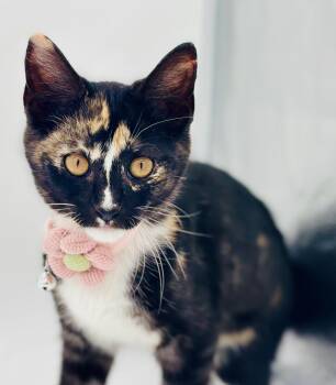 Darling & Hattie -  Calico and Domestic Short Hair Cat for Adoption in Lucedale, Mississippi - Darling & Hattie | PetCurious