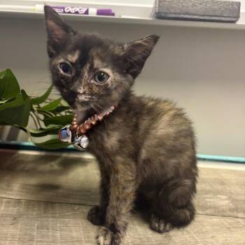 Charley -  Domestic Short Hair Cat for Adoption in Mocksville, North Carolina - Charley | PetCurious