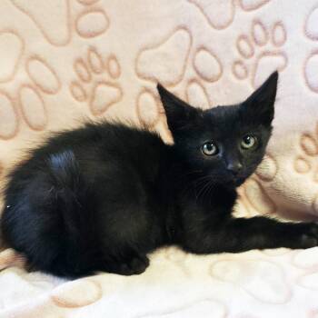 Pugsley -  Domestic Short Hair Cat for Adoption in Mt. Juliet, Tennessee - Pugsley | PetCurious