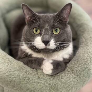 Lola -  Domestic Short Hair Cat for Adoption in Wantagh, New York - Lola | PetCurious