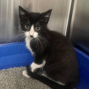 Desert Rose -  Domestic Short Hair Cat Available for Adoption in Oak Brook, Illinois - Desert Rose | PetCurious