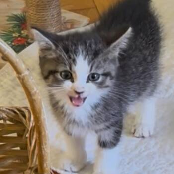 Franklin -  Domestic Medium Hair Cat for Adoption in Wappingers Falls, New York - Franklin | PetCurious