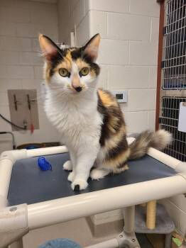 Domestic Medium Hair Cats Available for Adoption in Madison, Georgia - Angel | PetCurious