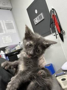 Key -  Domestic Short Hair Cat for Adoption in West Chester, Pennsylvania - Key | PetCurious