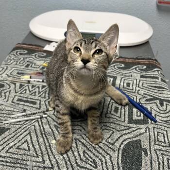 Yedid -  Domestic Short Hair Cat for Adoption in Riverside, California - Yedid | PetCurious