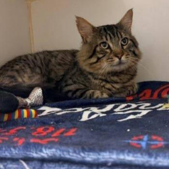 Hercules -  Domestic Medium Hair Cat for Adoption in Long Beach, California - Hercules | PetCurious