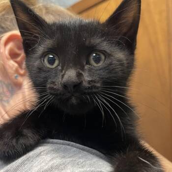 Eli -  Domestic Short Hair Cat for Adoption in Lenexa, Kansas - Eli | PetCurious