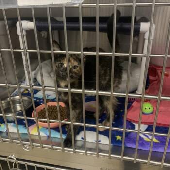 Angelina -  Domestic Short Hair Cat for Adoption in West Palm Beach, Florida - Angelina | PetCurious