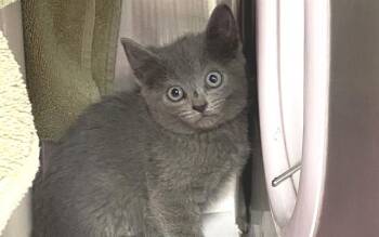 Domestic Short Hair Cats Available for Adoption in Charlotte, North Carolina - A1263878 | PetCurious