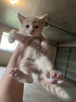 Molly -  Domestic Short Hair Cat for Adoption in Ferndale, Michigan - Molly | PetCurious