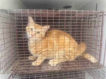 Domestic Short Hair Cats Available for Adoption in Houston, Texas - A654897 | PetCurious