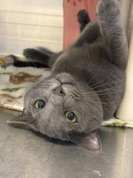 Coin -  Domestic Medium Hair Cat for Adoption in Lansing, Michigan - Coin | PetCurious