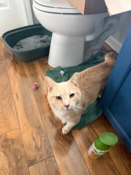 Domestic Short Hair Cats Available for Adoption - Creamsicle | PetCurious