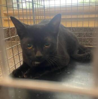 Domestic Short Hair Cats Available for Adoption in Fort Myers, Florida - BARNEY | PetCurious