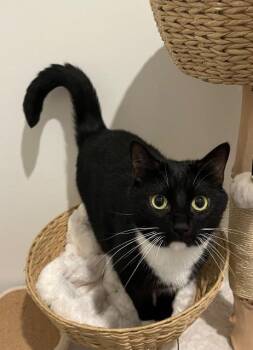 Rescue Domestic Short Hair Cats for Adoption in Athens, Alabama - KOWALSKY | PetCurious