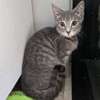 Lorna PL -  Domestic Short Hair Cat for Adoption in Union, Missouri - Lorna PL | PetCurious
