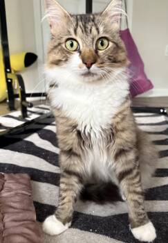 Pennywise -  Domestic Long Hair Cat for Adoption in Alexandria, Virginia - Pennywise | PetCurious