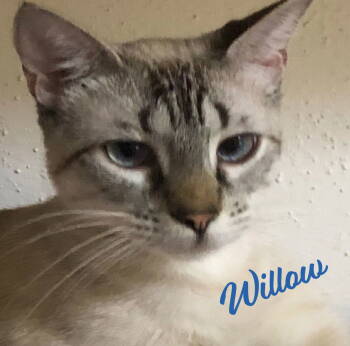 Rescue Siamese and Domestic Short Hair Cats for Adoption in Houston, Texas - Willow #bonded-to-Raven | PetCurious